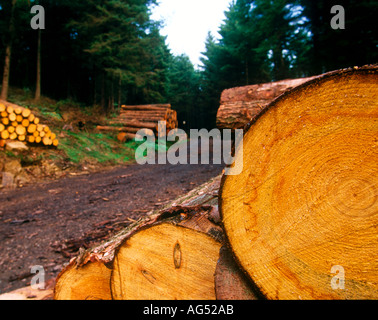 Legname di legno di legname di legno di fine primo piano con pali di tronchi e alberi in background in compensazione foresta, Peak District, nord-ovest inghilterra uk Foto Stock