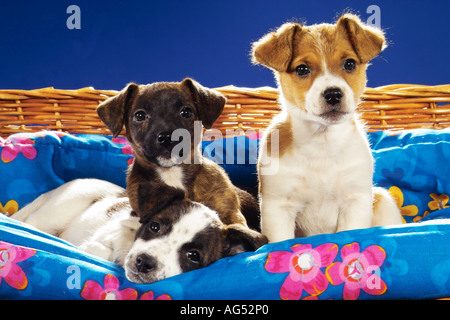 Tre Jack Russell Terrier cuccioli - sul divano del cane Foto Stock