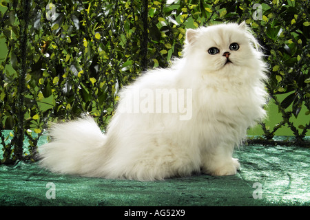 Gatto persiano (chinchilla) . Adulto seduto davanti a una siepe Foto Stock