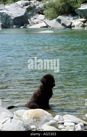 Cucciolo di Terranova e un fiume di montagna Foto Stock