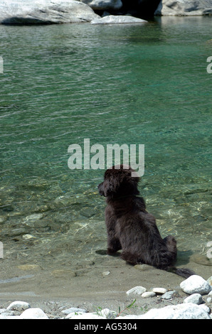 Terranova cucciolo e un fiume di montagna Foto Stock