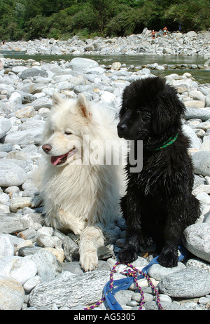 cucciolo di terranova e cane adulto samoyed dopo un bagno in un fiume di montagna Foto Stock
