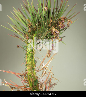 Fasciazione di rosebay willowherb (Chamaenerion augustifolium) testa di mare e gambo Foto Stock