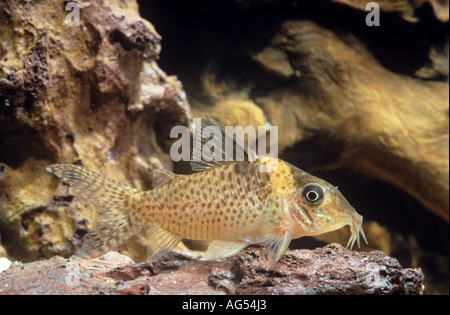 Falso blochi catfish / Corydoras delphax Foto Stock