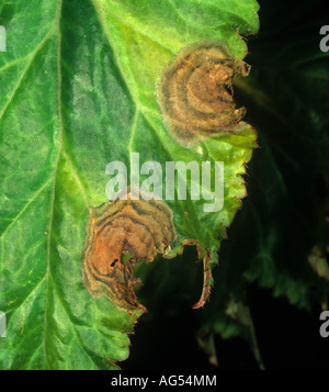 La muffa grigia Botrytis cinerea bersaglio come macchia di foglia su Begonia Foto Stock