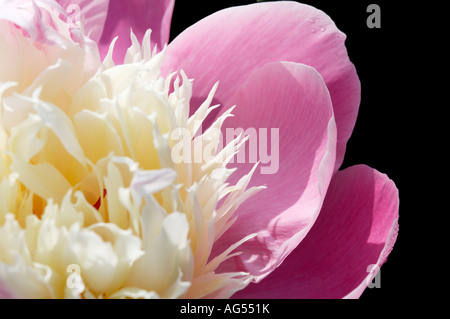 Close up di un delicato rosa peonia Paeonia Bowl del fiore di bellezza Foto Stock