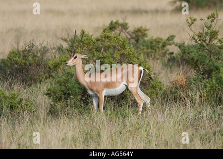 GAZELLE DI SOVVENZIONI Foto Stock