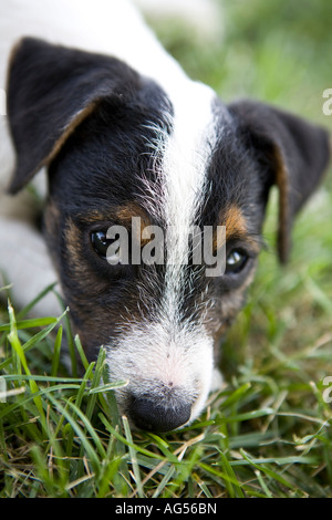 Tan nero e bianco Jack Russell Terrier sdraiato in erba Foto Stock