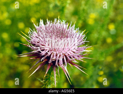 Scotch Thistle, Cirsium valgare, Asteraceae Foto Stock