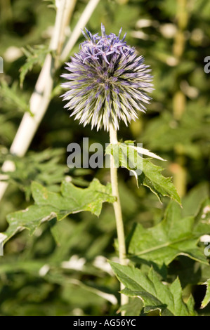 Cardo viola (Echinops ritro) in fiore. Testa sferica di fiori viola della famiglia Compositae, originaria di Europa, Siberia e Asia. Foto Stock