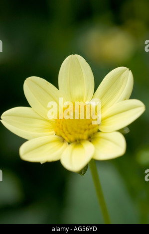 Primo piano di un fiore giallo Dahlia Topmix (famiglia Compositae) che fiorisce in un giardino con un morbido sfondo verde. Foto Stock