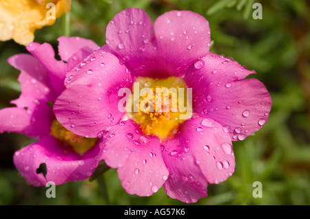 Fiore di rosa di muschio viola (Portulaca grandiflora) ricoperto di gocce d'acqua. Primo piano delle Portulacaceae fioriscono con rugiada in un giardino. Foto Stock