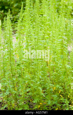 Gerusalemme quercia impianto goosefoot Chenopodiaceae chenopodium botrys Europe Asia Foto Stock