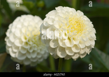 Primo piano di fiori bianchi di Dahlia Compositae Dahlia fiocco di neve in un giardino. Splendidi petali a forma di pompone con un centro cremoso. Foto Stock