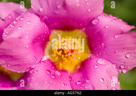 Primo piano di un fiore di rosa di muschio viola (Portulaca grandiflora) ricoperto di gocce d'acqua. Splendide Portulacaceae fioriscono in natura. Foto Stock