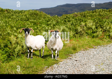 Due scozzesi black-di fronte pecora dalla strada sterrata sull'Isola di Skye in Scozia su una luminosa giornata di sole. Foto Stock