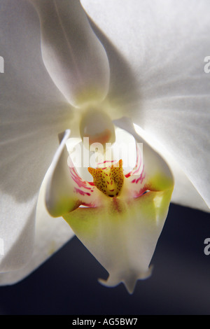 Dettaglio di orchidea bianca Foto Stock