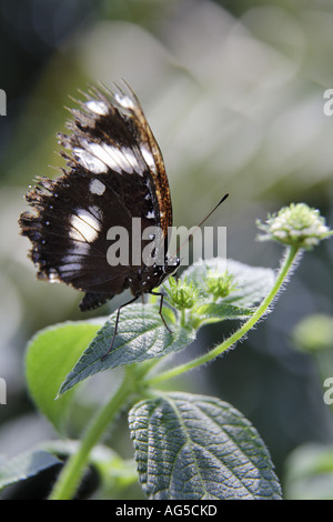 Grande eggfly butterfly - Hypolimnas bolina Foto Stock