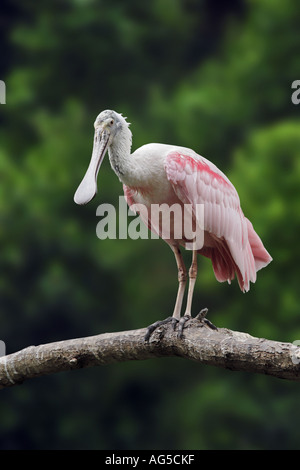 Roseate spoonbill - Ajaia ajaja Foto Stock