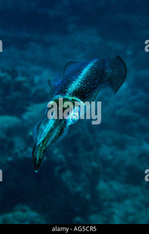 Close-up di calamari Foto Stock