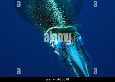 Close-up di testa di calamari Foto Stock