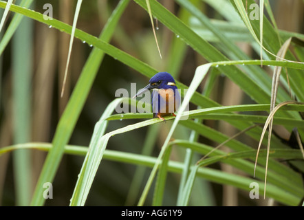 Azzurro kingfisher Alcedo azurea appollaiato Kakadu Australia Foto Stock