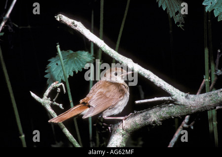 Nightingale Luscinia megarhynchos appollaiato Foto Stock