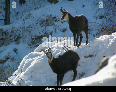 Due camosci in inverno in Dinarico Mts., Slovenia Foto Stock