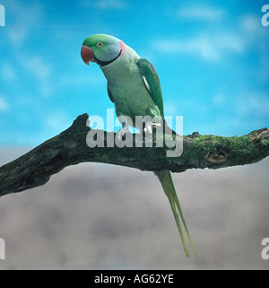 Parrocchetto alessandrino Psittacula eupatria nepalensis maschio appollaiato sul ramo captive Foto Stock