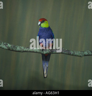 Rosso o tappato Pilated Parrot Purpureicephalus spurius Foto Stock