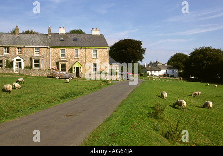 Devon Belstone pecore al pascolo sul bordo del Dartmoor Foto Stock