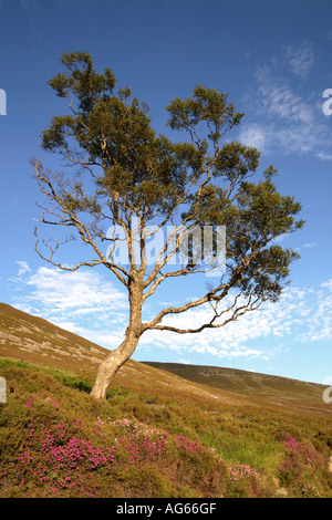 Campana scozzese erica e albero singolo sulle brughiere scozzesi. Scozia uk Foto Stock