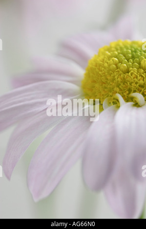 Vista ravvicinata di rosa pallido crisantemo fiore Foto Stock