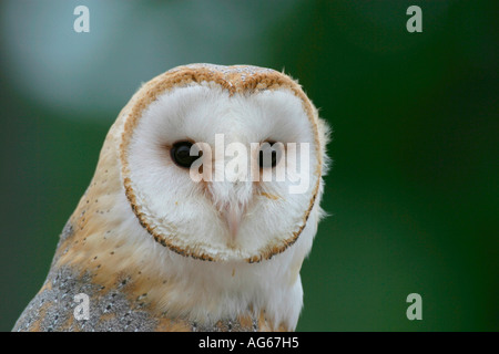 Un singolo adulto Barbagianni (Tyto alba) fissando Foto Stock