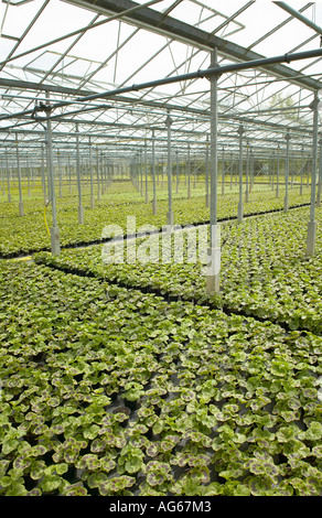 Righe di Pelargoniums essendo coltivati in serra commerciale Foto Stock