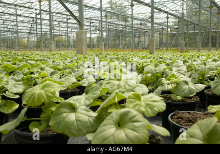 Righe di Pelargoniums essendo coltivati in serra commerciale Foto Stock