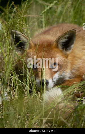 Red Fox (Vulpes vulpes) riposo nascosti in erba Foto Stock