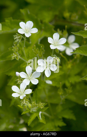 Legno bianco fiori selvatici Cranesbill (Geranium sylvaticum) in fiore Foto Stock