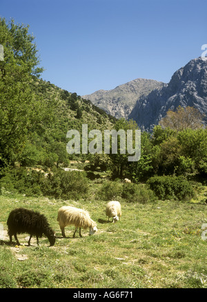 La molla ora sull'Altopiano di Omalos nella parte occidentale di Creta, Grecia Foto Stock