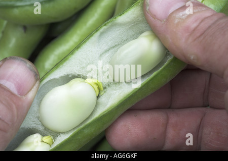 Giardiniere con appena raccolto fave mostra pod lolla e fagioli Uk giugno Foto Stock