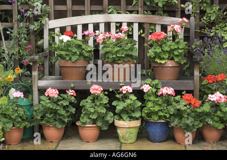 Giardino gerani in un angolo del giardino con sede Norfolk UK Luglio Foto Stock