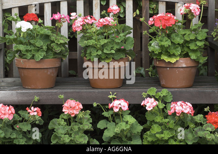 Giardino gerani in un angolo del giardino con sede NORFOLK REGNO UNITO Foto Stock