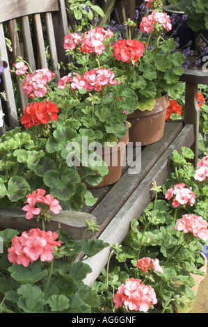 Giardino gerani in un angolo del giardino con sede NORFOLK REGNO UNITO Giugno Foto Stock