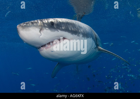 Il grande squalo bianco (Carcharodon carcharias) fotografato in Isola di Guadalupe, in Messico. Foto Stock