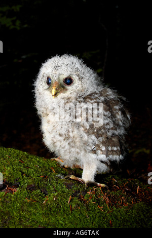 Un allocco degli Urali pulcino su terreno nel nord montagne Dinariche, Slovenia Foto Stock