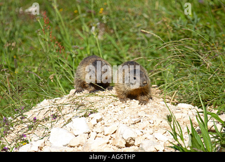 Giovani marmotte davanti al den nelle Alpi Giulie Foto Stock