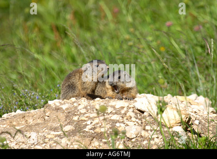 Giovani marmotte sbadigli nelle Alpi Giulie Foto Stock