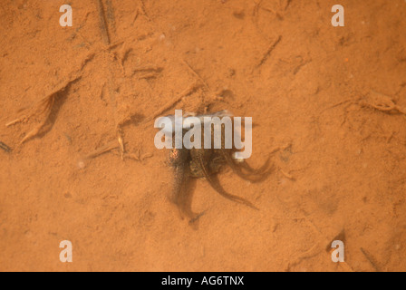 Rana comune di girini di mangiare un tritone alpestre larva nella Dinarico Mts., Slovenia Foto Stock