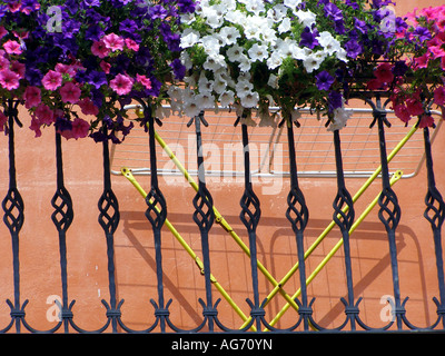 Display floreali sul balcone con bianco rosa e viola gloria di mattina fiori (Ipomoea purpurea) appesa sopra la ringhiera in ferro battuto e stendino dietro Foto Stock