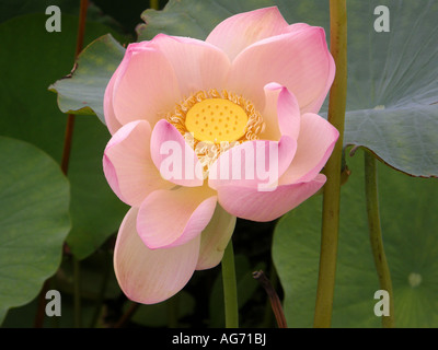 Fiore di Nelumbo nucifera, noto anche come Indian lotus con delicate sfumature di rosa pastello e giallo Foto Stock